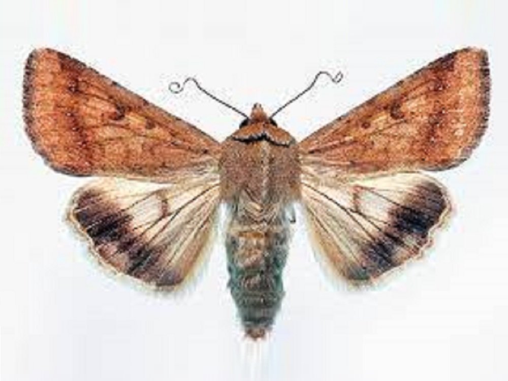 3 Helicoverpa armigera,jpg